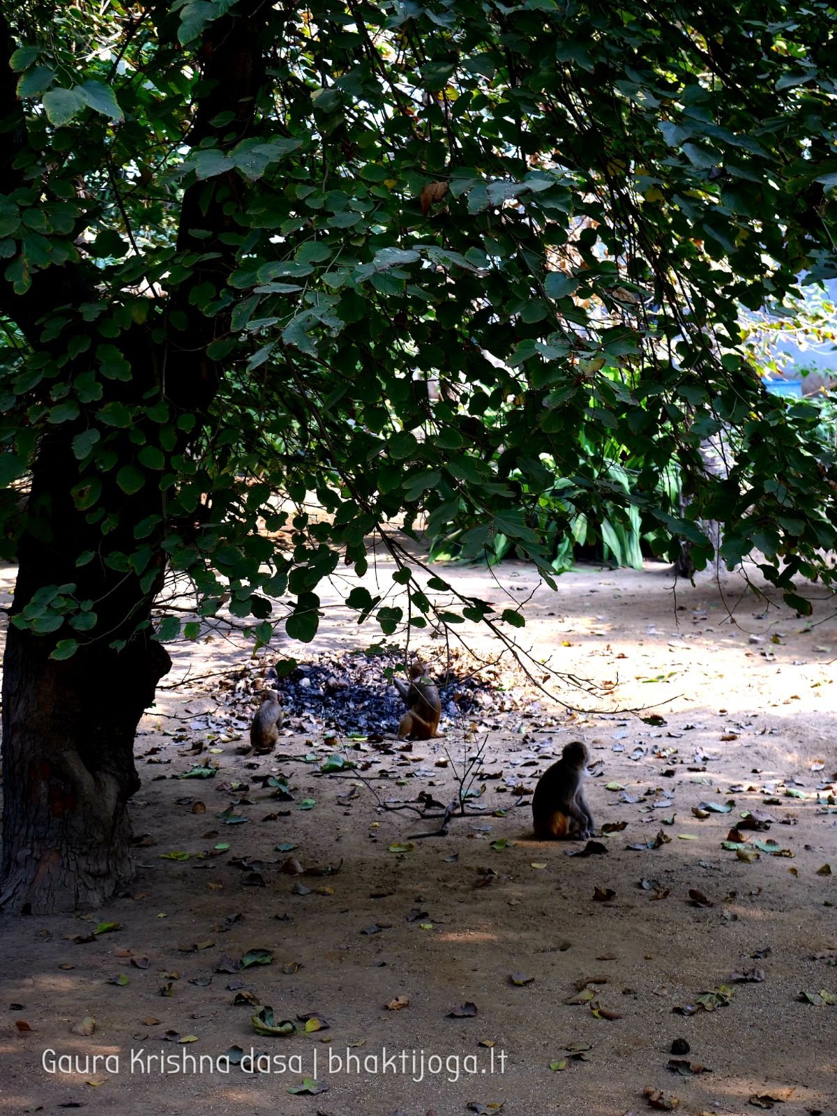  Varshana parikrama and preaching. 2019.12.10